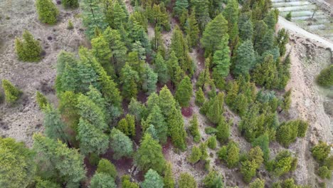 vista de la selva, el avión no tripulado vuela sobre un paisaje de densas montañas cubiertas de bosques verdes, vista aérea de exuberantes montañas de bosque verde, vista de la jungla