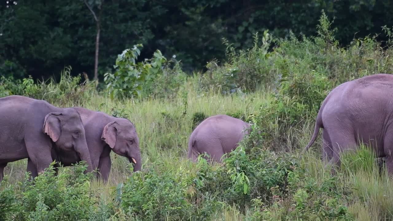 una manada que va a la derecha con un joven en el medio justo antes del anochecer, elefante indio, elephas maximus indicus, tailandia
