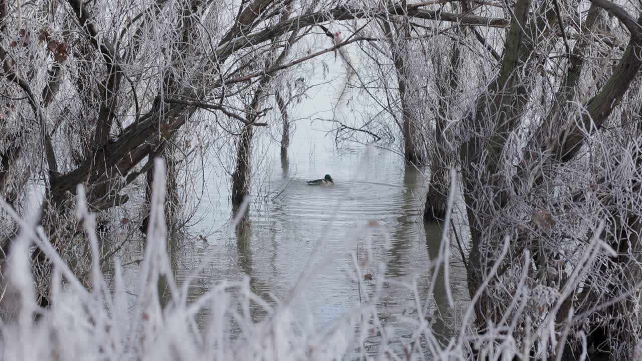 Anatra che schizza su un lago invernale ghiacciato in natura.