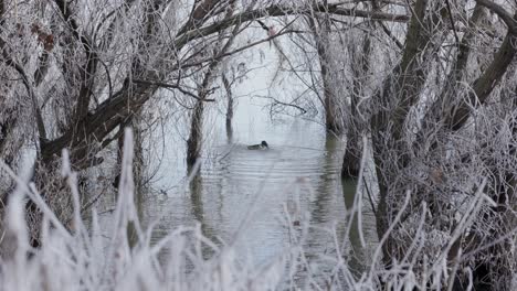 Duck-Splashing-Over-Frozen-Winter-Lake-In-The-Wild