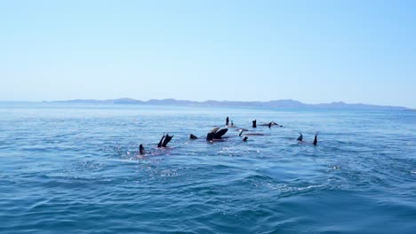 Los-Leones-Marinos-Descansan,-Se-Refrescan-Y-Se-Relajan-En-El-Océano