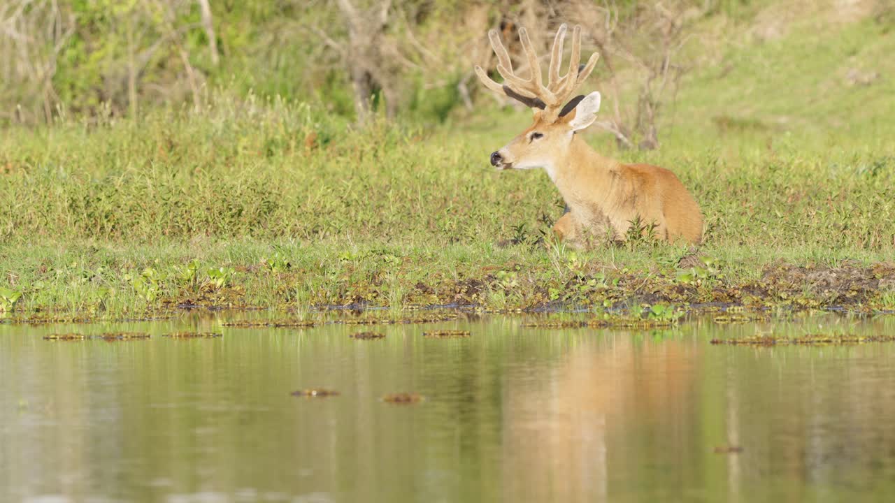 tiro de paisaje natural que captura un ciervo de pantano salvaje, blastocerus dichotomus descansando y sumergiéndose en el pantano bajo la hermosa luz del sol en humedales tropicales, región natural de ibera, sudamérica