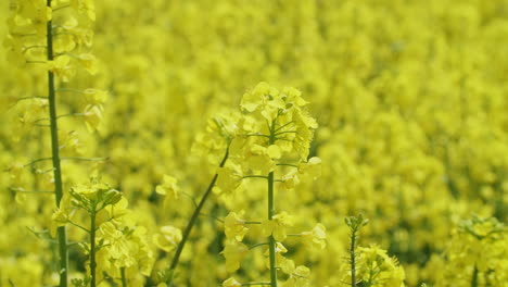 medium close up shot of yellow rapeseed plants in a field