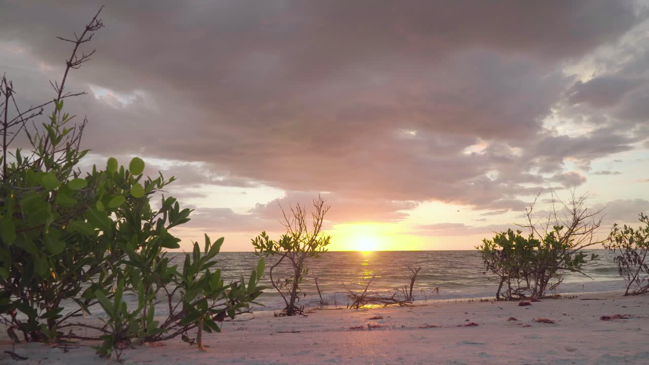 relajante puesta de sol en la playa con nubes y plantas en primer plano