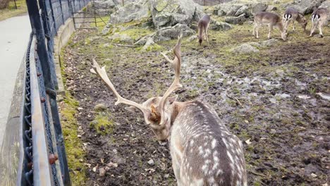 Damhirsch-Männlicher-Bock-Kratzt-Seinen-Rücken-Im-Slottskogen-Park,-Göteborg,-Schweden