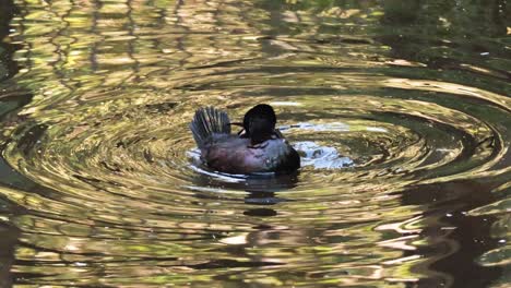 duck swimming and preening in a pond