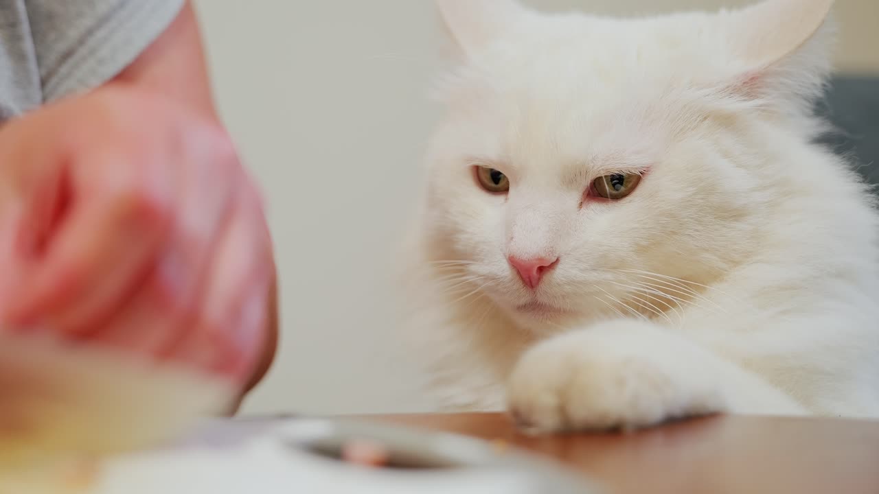 Fluffy cat shows frustration, slow motion close-up while ham is sliced on table