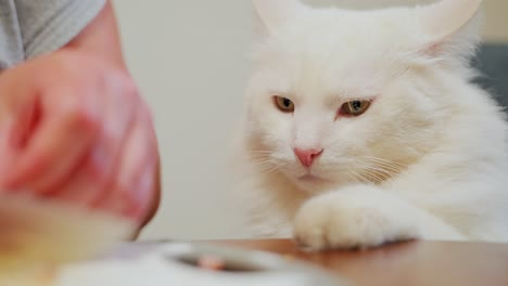 fluffy cat shows frustration, slow motion close-up while ham is sliced on table