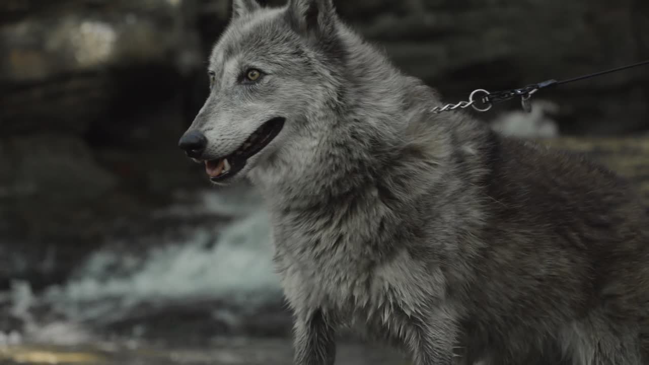 A gray wolf flicks its tongue while standing alert beside a river, captured mid-gesture in a quiet yet vivid moment of raw wilderness behavior.