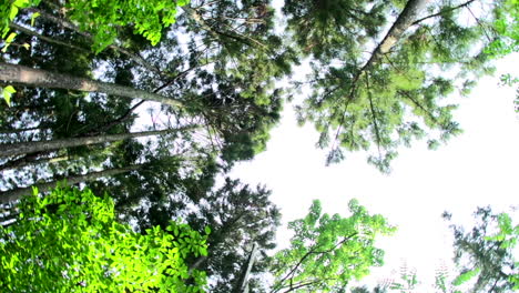 high angle view looking to the tops of giant trees growing in a national park in atami, japan