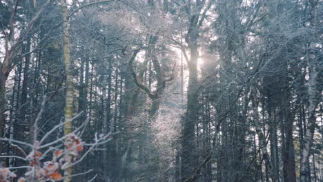 densely winter forest canopied sunlight during sunrise