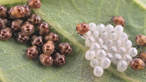 el grupo de un escarabajo apestoso, que sale de los huevos, se arrastra en una hoja de uva