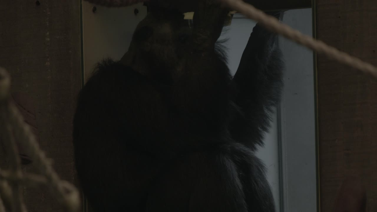 Um chimpanzé come enquanto está sentado em um balanço de corda.