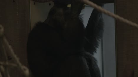 un chimpancé come sentado en un columpio de cuerda