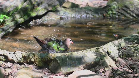 Eine-Smaragdtaube-Mit-Grauer-Kappe-Nimmt-Ein-Bad-Im-Vogelbad,-Schüttelt-Ihre-Federn,-Um-Sie-Zu-Reinigen-Und-Hält-Gleichzeitig-Die-Bienen-Fern.-Sie-Nimmt-Glücklich-Ein-Bad-Im-Teich-In-Thailand