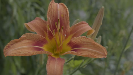 Nahaufnahme-Detail-Aufnahme-Von-Leuchtend-Orange-Taglilie-Tigerlilie-Blume-Makro