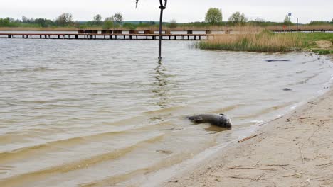 Gran-Pez-Muerto-En-La-Orilla-Del-Lago