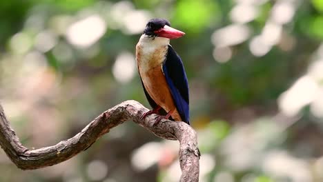 Der-Schwarzkopf-eisvogel-Hat-Einen-Bonbonartigen-Roten-Schnabel-Und-Eine-Schwarze-Kappe,-Die-In-Thailand-Und-Anderen-Asiatischen-Ländern-Zu-Finden-Ist