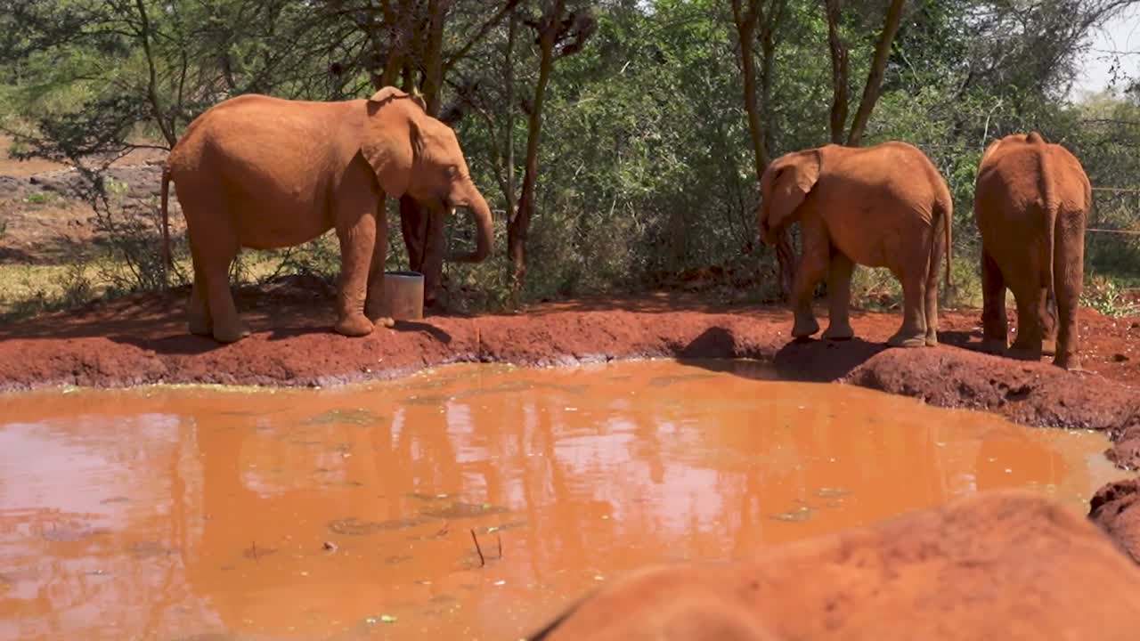 elefantes parados al borde del abrevadero en áfrica - orfanato de elefantes don sheldrick