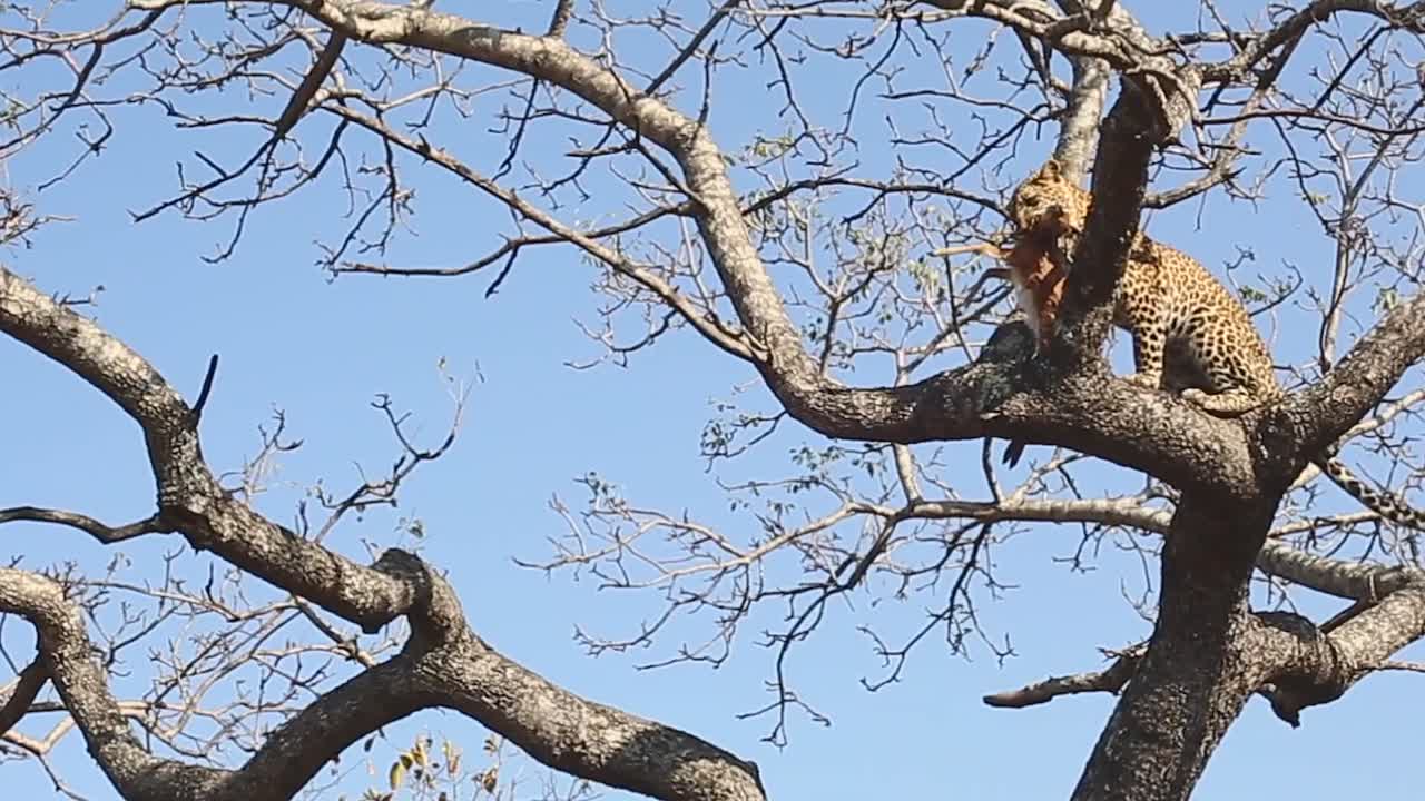 African Leopard with juvenile antelope high up in Kruger NP tree