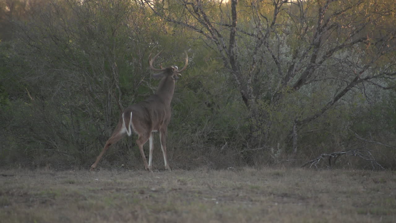 ciervos en la naturaleza