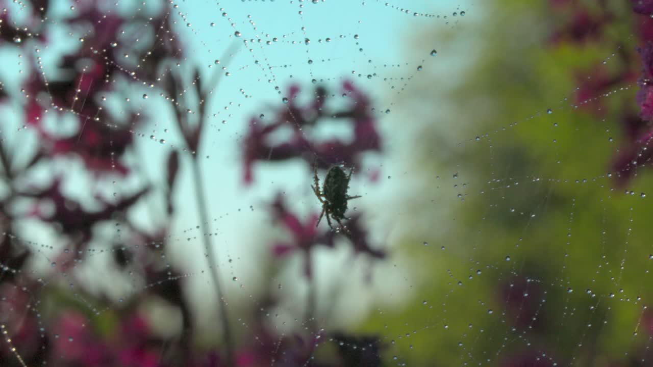 araña en una red besada por el rocío en un jardín