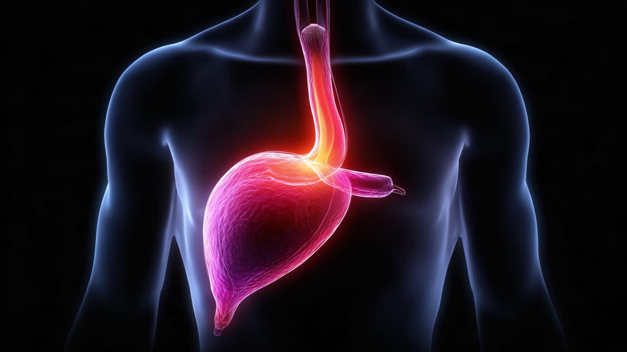 Rappresentazione Anatomica dello Stomaco e dell'Esofago Umano in una Sorprendente Palette di Colori Neon, Evidenziando i Processi Digestivi e la Funzionalità degli Organi