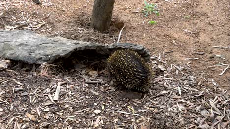 Primer-Plano-De-Un-Equidna-Salvaje-En-El-Arbusto-Australiano