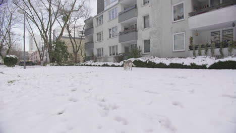 wolf jumping around in snow, domestic animal having fun, residential building