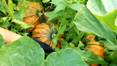 ripe orange pumpkins between green plants