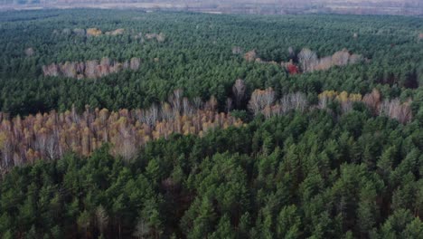 autumn forest aerial view