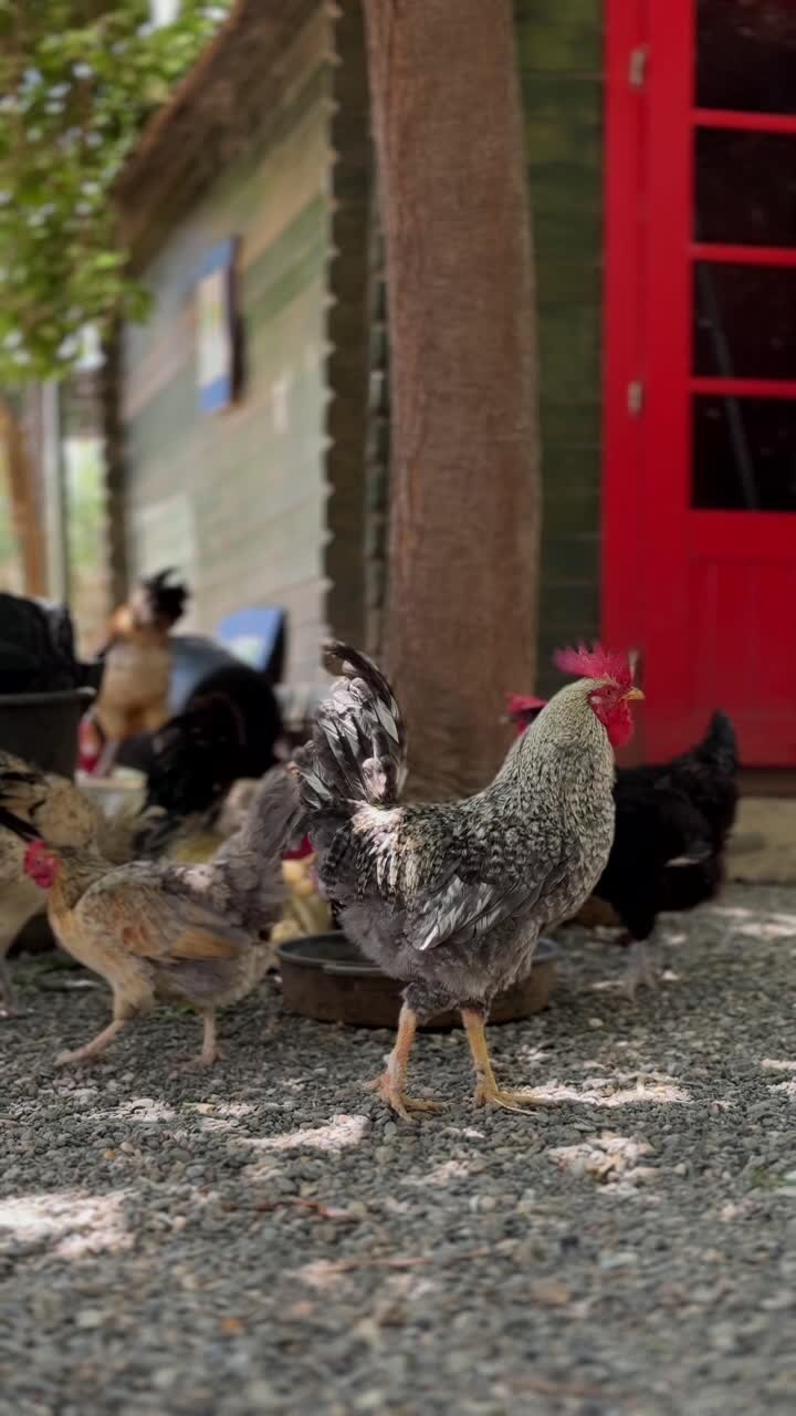 курицы в саду.