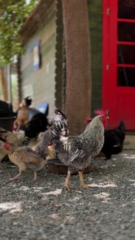 pollos en un jardín
