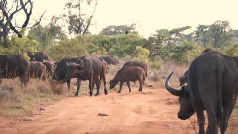 grazing herd of african buffaloes walking across savannah dirt road