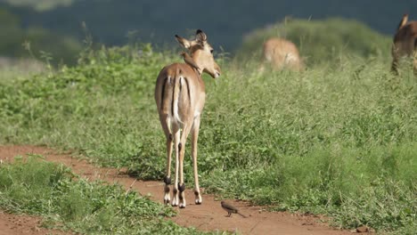 Weiblicher-Impala-Versucht-Madenhacker-Abzuschütteln,-Die-Auf-Seinem-Rücken-Sitzen