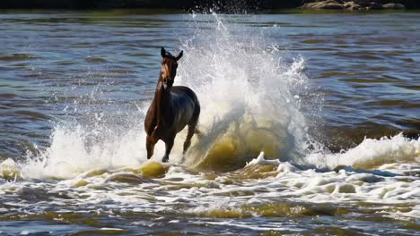 horse jumping over rapids