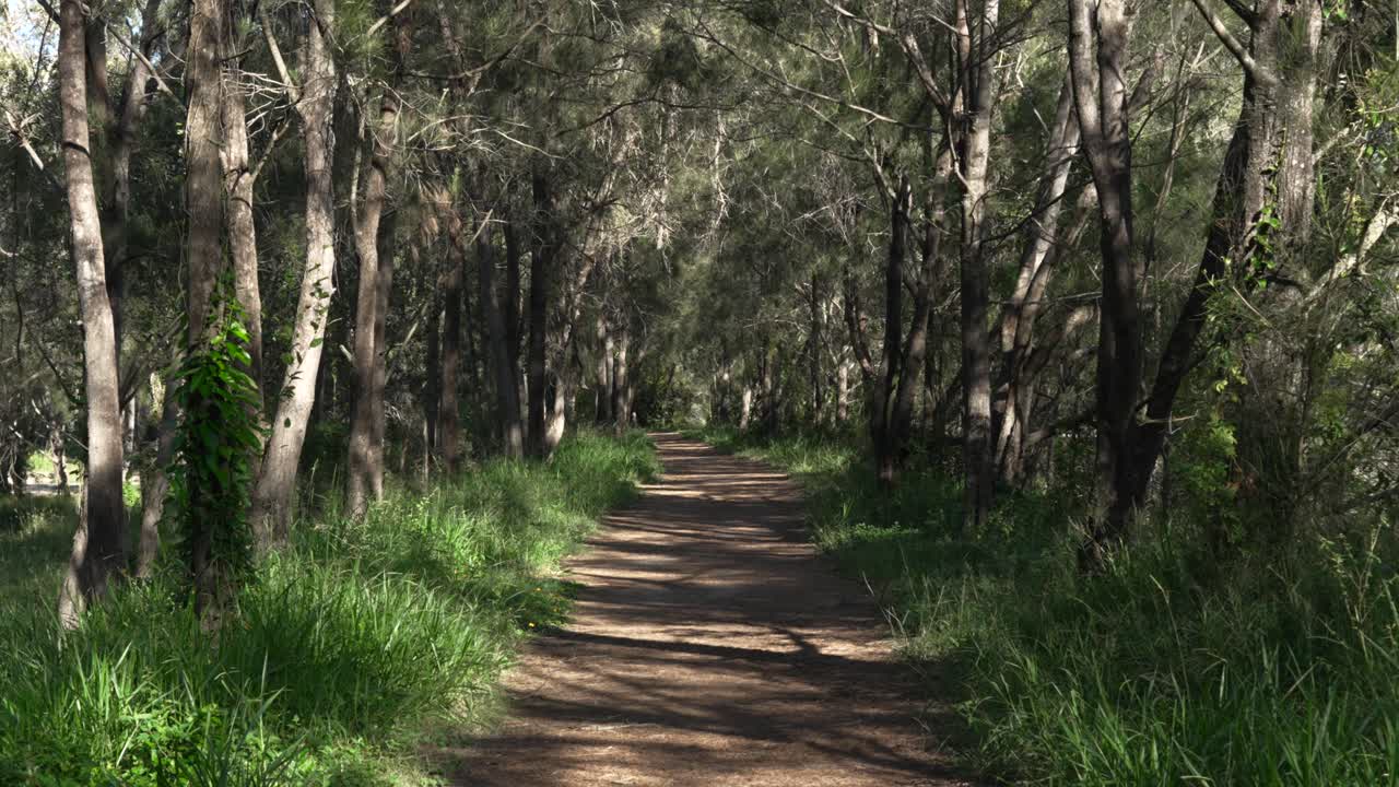 Still nature video, dead forest tree, path inside park Australia landscape