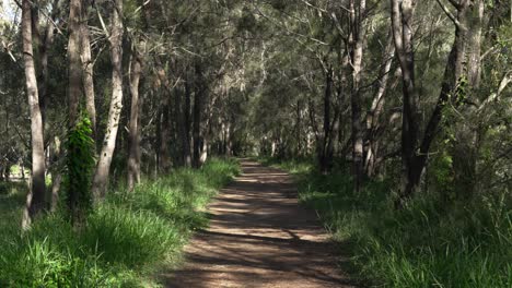 still nature video, dead forest tree, path inside park australia landscape
