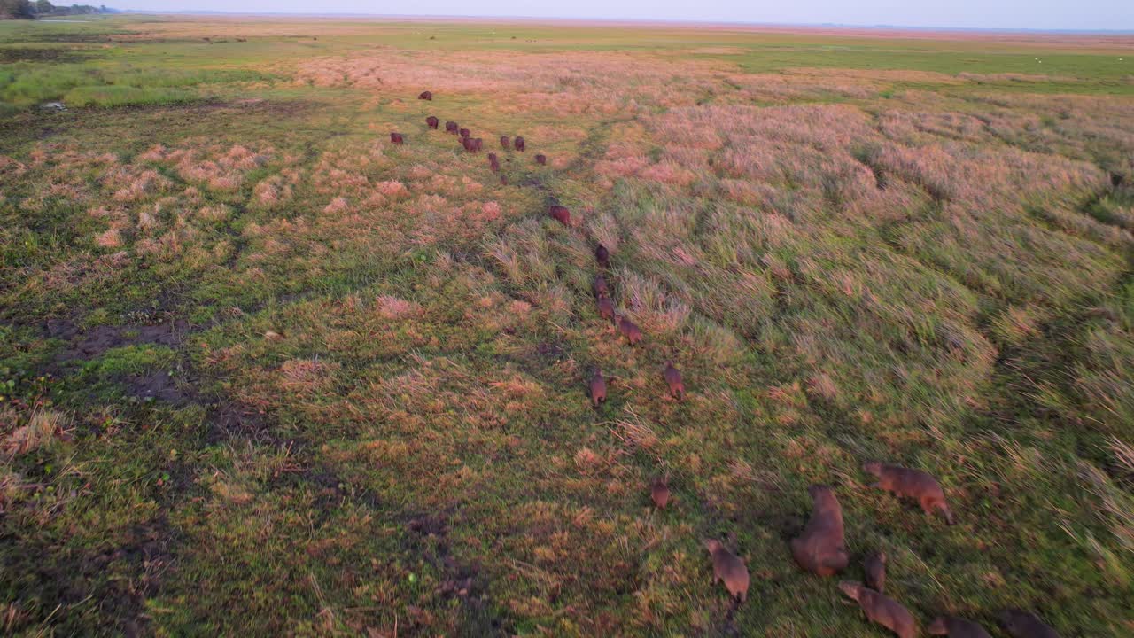 Beautiful aerial view tracking a group of wild capybaras walking at sunrise in their natural habitat, Llanos, Venezuela