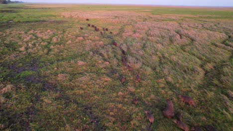 beautiful aerial view tracking a group of wild capybaras walking at sunrise in their natural habitat, llanos, venezuela