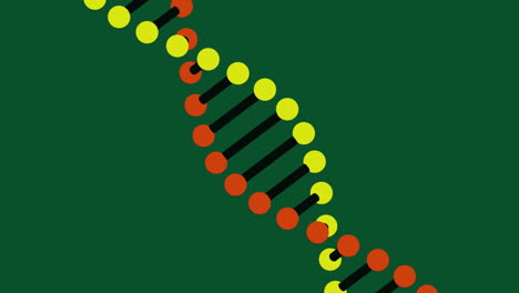 animación de la cadena de adn sobre un fondo verde