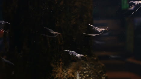 fish swimming in a tank