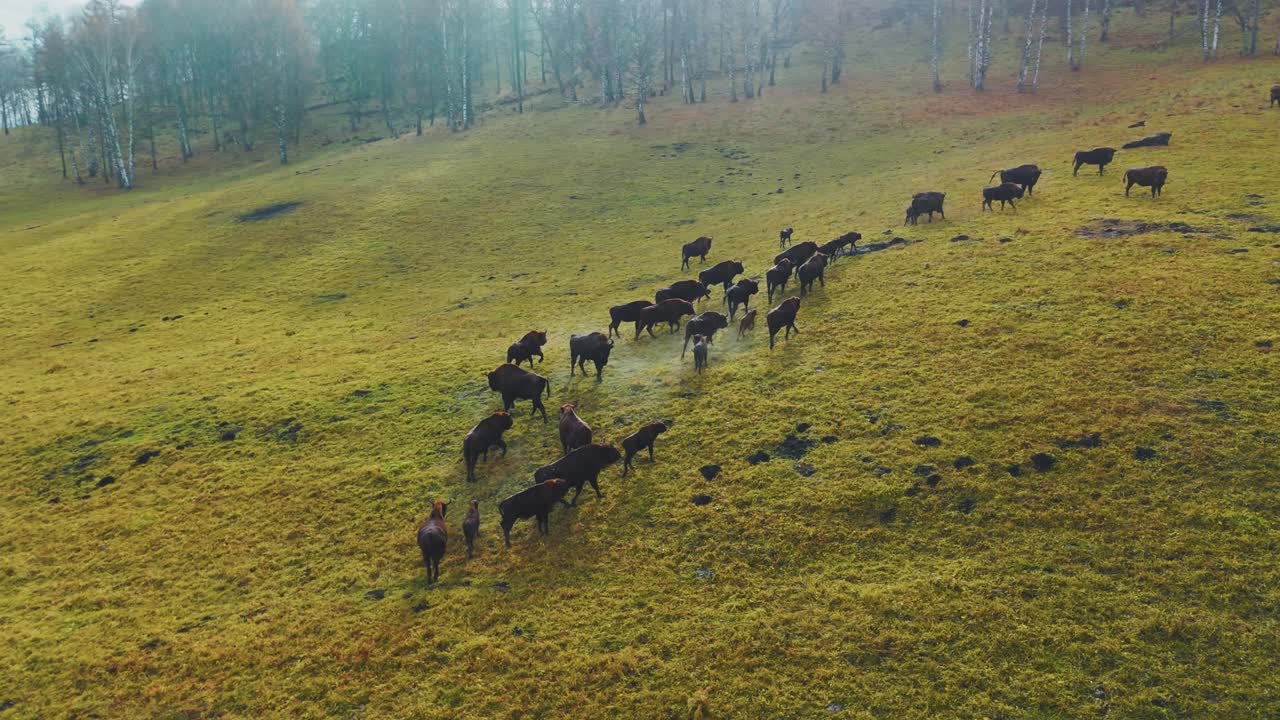 Bison Herd in a Forest Landscape