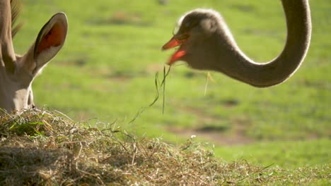 Nahaufnahmeporträt-Eines-Straußes,-Der-Gras-In-Zeitlupe-Frisst