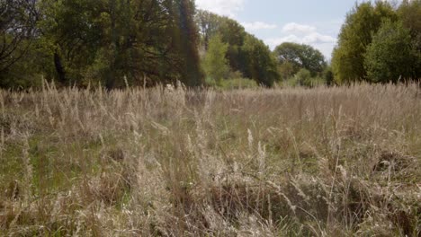 spring-woodland-meadow-with-gentle-breeze