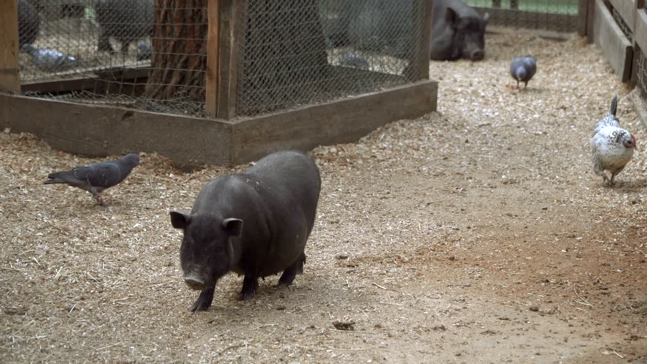 돼지는 잠을 자고 있다.