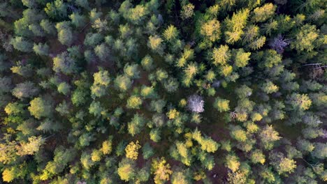 Herbstbäume-Von-Oben-Gefilmt