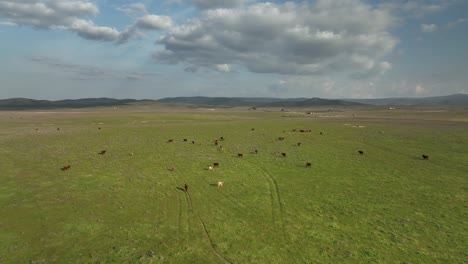 brave cattle in the dehesa of extremadura