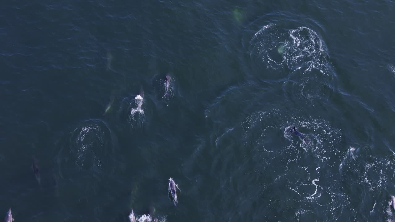 Drone clip of playful dolphins swimming and jumping with each other