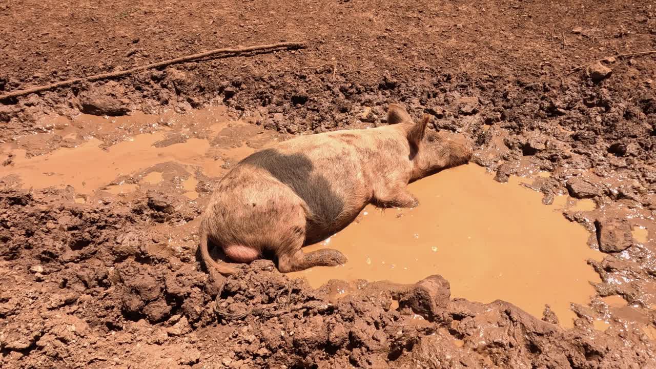 A pig wallows happily in a mud puddle.